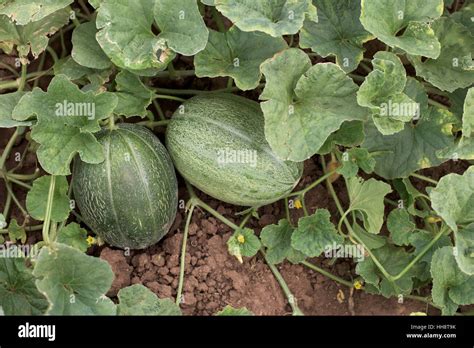 massive melons.com|Macro Melons